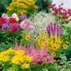 Vaste Planten Collectie 'Zomerwind' -Exporteren Zaaid Tuin Winkel 8976031383582