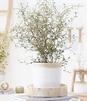 Kamerplanten Collectie 'Gemakkelijk Te Verzorgen' 5 Kamerplanten Collectie 'Gemakkelijk Te Verzorgen' - Afbeelding 3