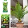 COMPO® SANA® Meststof Voor Palmen & Palmpotgrond & Canarische Dadelpalm Ca. 50 Cm Hoog 2 COMPO® SANA® Meststof Voor Palmen & Palmpotgrond & Canarische Dadelpalm Ca. 50 Cm Hoog -Exporteren Zaaid Tuin Winkel 8976351526942