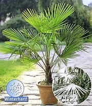 COMPO® SANA® Meststof Voor Palmen & Winterharde Palm 5 COMPO® SANA® Meststof Voor Palmen & Winterharde Palm - Afbeelding 3