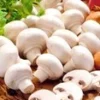 Witte Champignons (kweekset) 2 Witte Champignons (kweekset) -Exporteren Zaaid Tuin Winkel 8977604214814