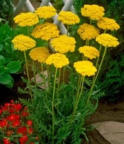 Vaste Planten 'Boerentuin' 9 Vaste Planten 'Boerentuin' - Afbeelding 7