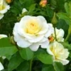 Liefdesroos 'Centenaire De Lourdes® Blanc' -Exporteren Zaaid Tuin Winkel 8979279052830