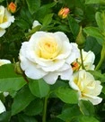 Liefdesroos 'Centenaire De Lourdes® Blanc'