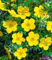 5 Meter Bloeiende Heg Collectie 7 5 Meter Bloeiende Heg Collectie - Afbeelding 5