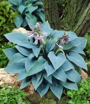 Reuze Hosta Collectie Voor Een Voordeelprijs 5 Reuze Hosta Collectie Voor Een Voordeelprijs - Afbeelding 3
