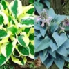 Reuze Hosta Collectie Voor Een Voordeelprijs 1 Reuze Hosta Collectie Voor Een Voordeelprijs -Exporteren Zaaid Tuin Winkel 8987155988510