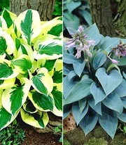 Reuze Hosta Collectie Voor Een Voordeelprijs