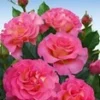 Parfumroos 'Pink Paradise®' 1 Parfumroos 'Pink Paradise®' -Exporteren Zaaid Tuin Winkel 8988744679454