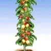 Zuilappel 'Braeburn' 1 Zuilappel 'Braeburn' -Exporteren Zaaid Tuin Winkel 8989001547806