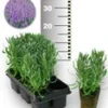 Blauwe Lavendel 50 Stuk 1 Blauwe Lavendel 50 Stuk -Exporteren Zaaid Tuin Winkel 8989026058270