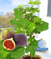 Exotisch Fruit 4 Exotisch Fruit - Afbeelding 2