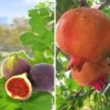 Exotisch Fruit 1 Exotisch Fruit -Exporteren Zaaid Tuin Winkel 8989393387550
