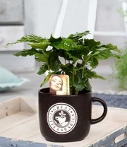 Coffea Arabica Incl. Keramieke Pot 6 Coffea Arabica Incl. Keramieke Pot - Afbeelding 4