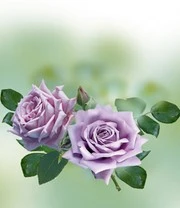 Parfumroos 'Mamy Blue®' 5 Parfumroos 'Mamy Blue®' - Afbeelding 3