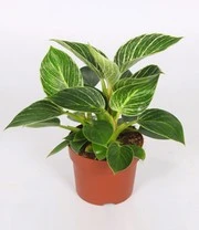 Philodendron 'White Wave' 4 Philodendron 'White Wave' - Afbeelding 2