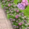 Hortensia Haag 'Forever & Ever®' Hortbux® 1 Hortensia Haag 'Forever & Ever®' Hortbux® -Exporteren Zaaid Tuin Winkel 8990332223518