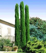 Echte Toscaanse 'Zuilcipres' 5 Echte Toscaanse 'Zuilcipres' - Afbeelding 3