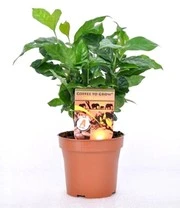 Koffieplant & Kruidenlimoen Kaffir Voor Een Voordeelprijs 5 Koffieplant & Kruidenlimoen Kaffir Voor Een Voordeelprijs - Afbeelding 3