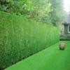 Leyland Cipres Haag 20 Planten