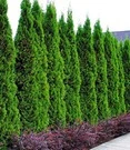 Thuja Smaragd 10 Planten