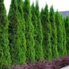 Thuja Smaragd 50 Planten 1 Thuja Smaragd 50 Planten -Exporteren Zaaid Tuin Winkel 9000739635230