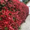 Glansmispel 'Red Robin' 50 Planten
