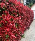 Glansmispel 'Red Robin' 20 Planten