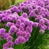 Geurende Allium 'Millenium' 1 Geurende Allium 'Millenium' -Exporteren Zaaid Tuin Winkel 9002693558302
