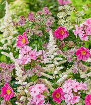 Vaste Planten Collectie 'Fairy Tales' 4 Vaste Planten Collectie 'Fairy Tales' - Afbeelding 2