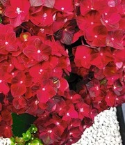 Tuinhortensia 'Ruby Tuesday' 4 Tuinhortensia 'Ruby Tuesday' - Afbeelding 2