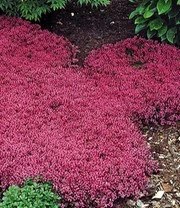 Bodembedekker Set Tijm 5 Bodembedekker Set Tijm - Afbeelding 3