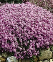 Bodembedekker Set Tijm 6 Bodembedekker Set Tijm - Afbeelding 4