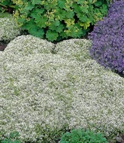 Bodembedekker Set Tijm 7 Bodembedekker Set Tijm - Afbeelding 5