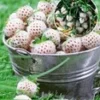 Witte Ananas-aardbei 'Natural White & Aardbeien Hummi´s 'Sengana®' 2 Witte Ananas-aardbei 'Natural White & Aardbeien Hummi´s 'Sengana®' -Exporteren Zaaid Tuin Winkel 9012621934622
