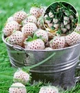 Witte Ananas-aardbei 'Natural White & Aardbeien Hummi´s 'Sengana®'