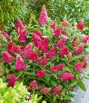 Buddleia Collectie 'Butterfly Candy®' 4 Buddleia Collectie 'Butterfly Candy®' - Afbeelding 2