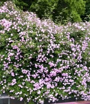 Ramblerroos 'Paul's Himalayan Musk Rambler®' 5 Ramblerroos 'Paul's Himalayan Musk Rambler®' - Afbeelding 3