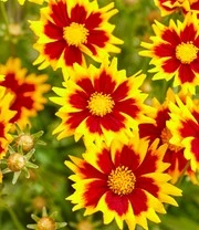 Coreopsis 'Solar® Mix' 7 Coreopsis 'Solar® Mix' - Afbeelding 5