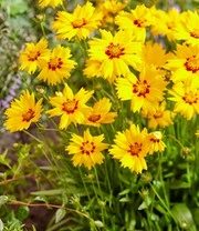 Coreopsis 'Solar® Mix' 8 Coreopsis 'Solar® Mix' - Afbeelding 6