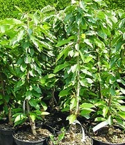 Zuilkers 'Garden Bing® ' 4 Zuilkers 'Garden Bing® ' - Afbeelding 2