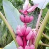 Roze Dwergbanaan 2 Roze Dwergbanaan -Exporteren Zaaid Tuin Winkel 9012831682590