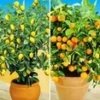 Citroen- En Sinaasappelboompje 1 Citroen- En Sinaasappelboompje -Exporteren Zaaid Tuin Winkel 9012832600094