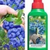 Tros Bosbes 'Reka® Blue' & Bemesting 1 Tros Bosbes 'Reka® Blue' & Bemesting -Exporteren Zaaid Tuin Winkel 9012833550366