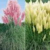 Pampasgras-Collectie -Exporteren Zaaid Tuin Winkel 9012841906206