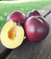 Zuilnectarine 'Licecol®' 5 Zuilnectarine 'Licecol®' - Afbeelding 3