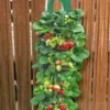 Twee Aardbeien Plantbuidels & 9 Hangaardbeien 2 Twee Aardbeien Plantbuidels & 9 Hangaardbeien -Exporteren Zaaid Tuin Winkel 9012848689182