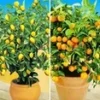 Citroen- En Sinaasappelboompje 1 Citroen- En Sinaasappelboompje -Exporteren Zaaid Tuin Winkel 9020890513438