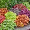 Heuchera Mix 'Kleurenpracht' -Exporteren Zaaid Tuin Winkel 9023799787550