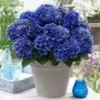 Tuinhortensia 'Blue Boogie Woogie®' 2 Tuinhortensia 'Blue Boogie Woogie®' -Exporteren Zaaid Tuin Winkel 9023800115230
